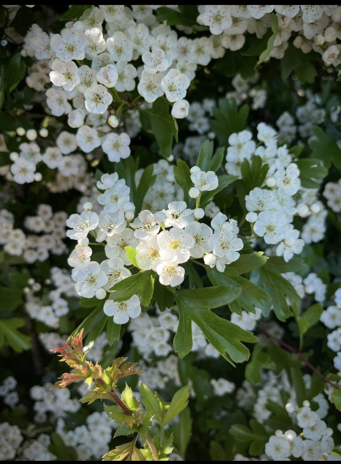 The Flowers