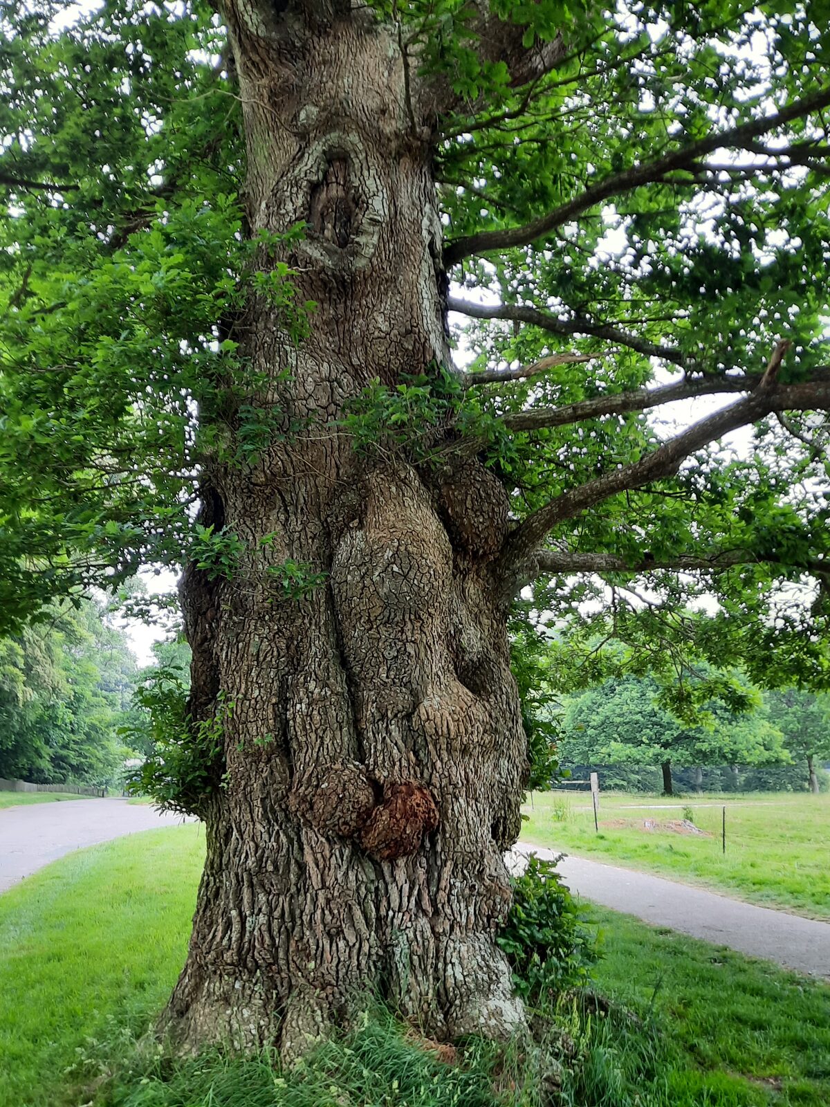 The Night the Oak Fell